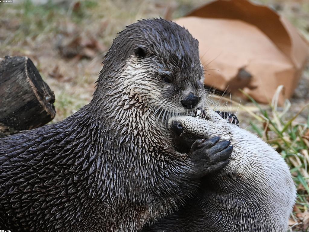 យុទ្ធសាស្ត្រលេង៖ ការប្រើប្រាស់និងអត្ថប្រយោជន៍
